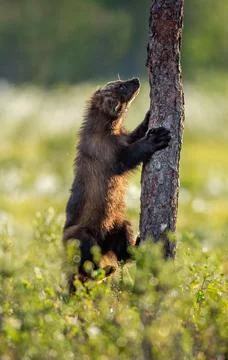 Wolverine climbing on the pine tree. Sunset light. Wild nature. Natural habit Stock Photos