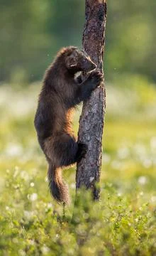 Wolverine climbing on the pine tree. Sunset light. Wild nature. Natural habit Stock Photos