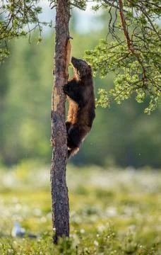 Wolverine climbing on the pine tree. Sunset light. Wild nature. Natural habit Stock Photos