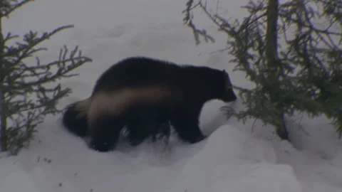 Wolverine climbs tree in winter landscape, 4K. Stock Footage 261394527