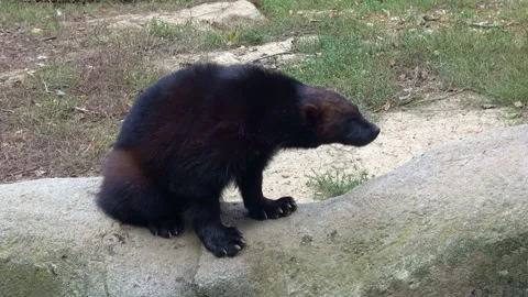 Wolverine close up portrait while drinking. (Gulo gulo) Stock Footage 162033729
