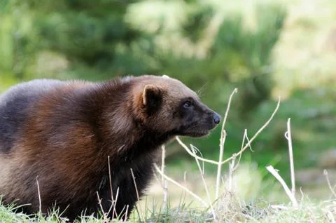 Wolverine closeup Stock Photos