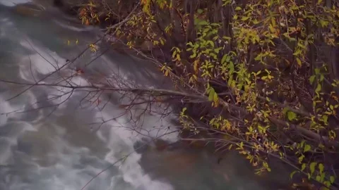 Wolverine Creek 1 Stock Footage 82184543