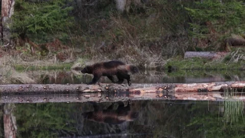 Wolverine cross log over lake Stock Footage 196104088