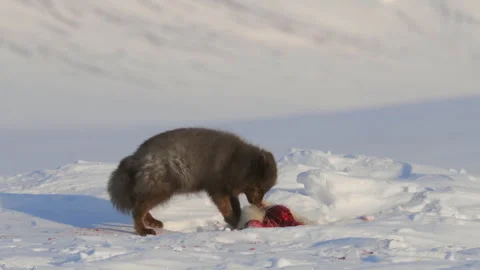 Wolverine devouring its prey Stock Footage 324805018