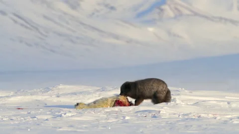 Wolverine devouring its prey on the snow Stock Footage 324530618
