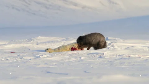 Wolverine devouring its prey on the snow Stock Footage 324531116