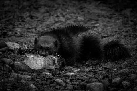 Wolverine eating in the forest Stock Photos