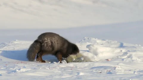 Wolverine eating its prey Stock Footage 324805021