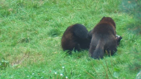 Wolverine Stock Footage 8520501