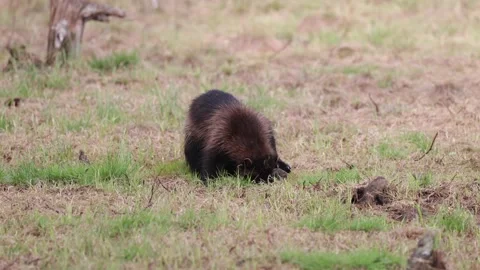 Wolverine forage and dig after food under stone and eating Stock Footage 196140962
