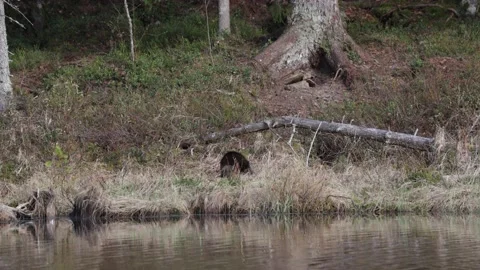 Wolverine forage hidden by high grass Stock Footage 196140992