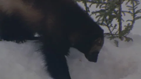 A wolverine forages in the snow, until giving up and wandering off, 4K. Stock Footage 261394454