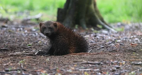 Wolverine in the forest Stock Footage 132188873
