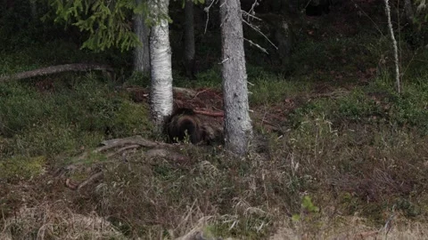 Wolverine forest foraging Stock Footage 196141021