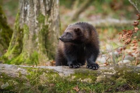 Wolverine in the forest Stock Photos