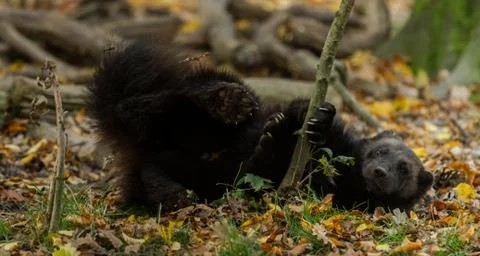 Wolverine in the forest Stock Photos