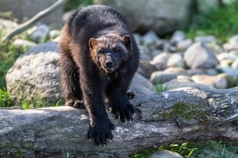 Wolverine in the forest Stock Photos