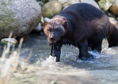 Wolverine in the forest Foto stock