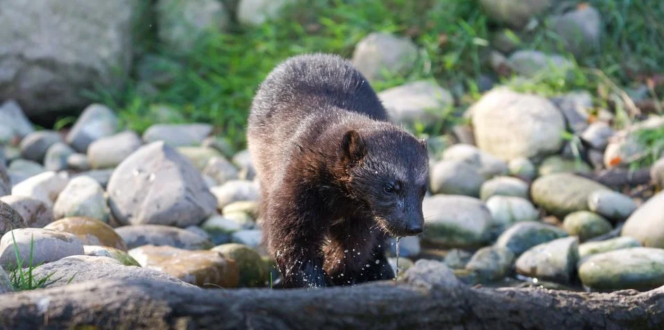 Wolverine in the forest Stock Photos