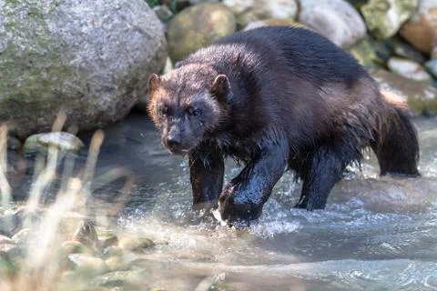 Wolverine in the forest Stock Photos