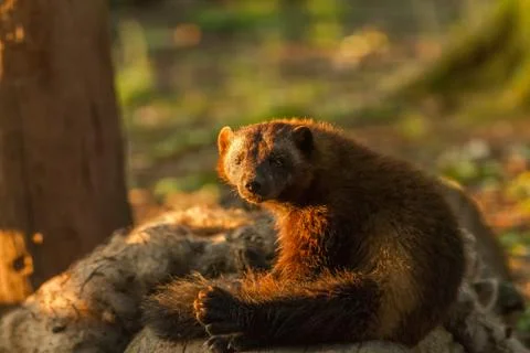 Wolverine in the forest Stock Photos