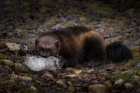Wolverine in the forest Stock Photos