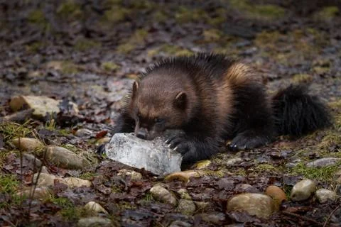 Wolverine in the forest Stock Photos