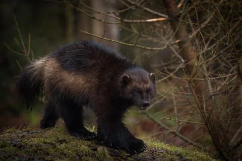 Wolverine in the forest Stock Photos