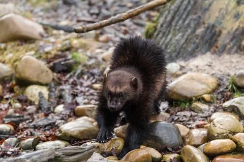 Wolverine in the forest Stock Photos