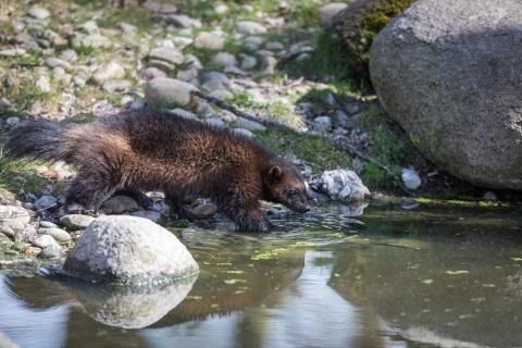 Wolverine in the forest Stock Photos