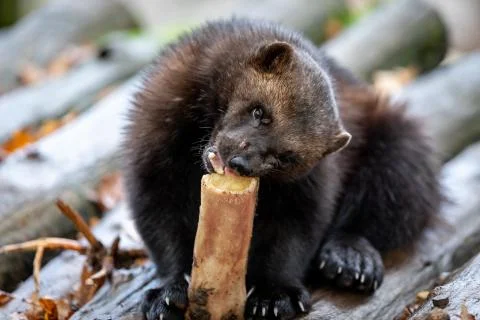 Wolverine in the forest Stock Photos