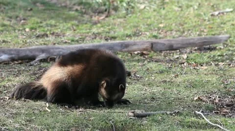 Wolverine gets spooked Видео 12733313