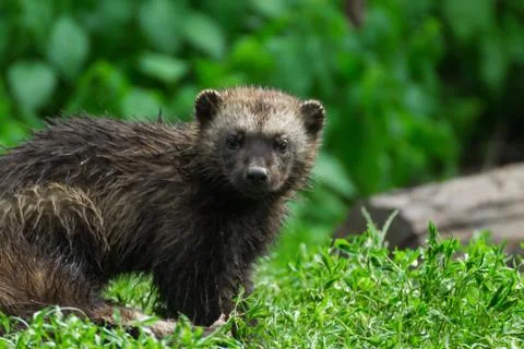 Wolverine  (glutton, carcajou, skunk bear, Gula gula) Stock Photos