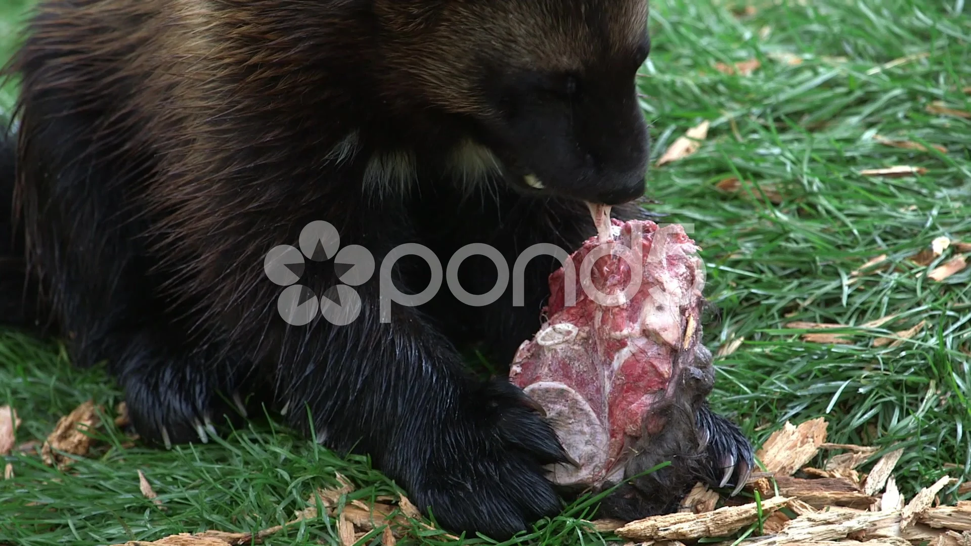 Wolverine gnawing at a slab of meat in a forest clearing.