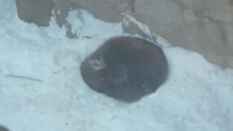 Wolverine Grooming Itself in Winter Stock Footage 86669913