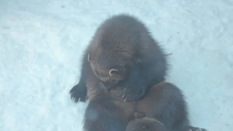 Wolverine Grooming Itself in Winter Stock Footage 86669926
