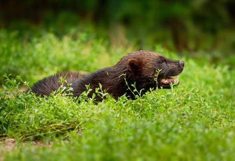 Wolverine - Gulo gulo also the glutton, carcajou or quickhatch (from East Cre Stock Photos