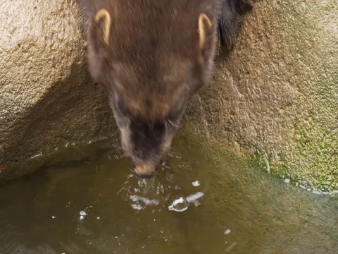 Wolverine (Gulo gulo) drinking water Vidéo 84095372