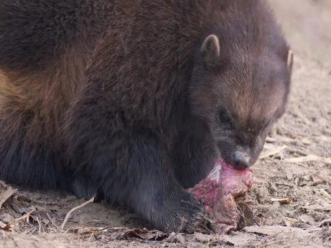 Wolverine (Gulo gulo) eating prey 스톡 동영상 83455490