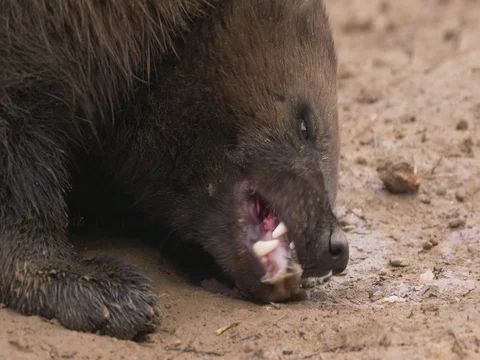 Wolverine (Gulo gulo) eating prey Stock Footage 84088490