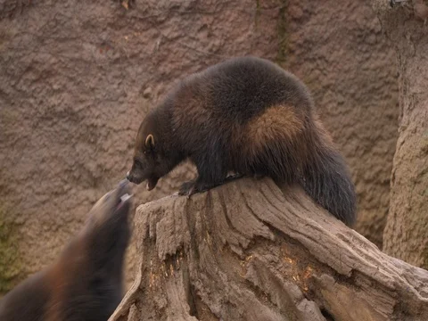 Wolverine (Gulo gulo) fighting Vidéo 84096624
