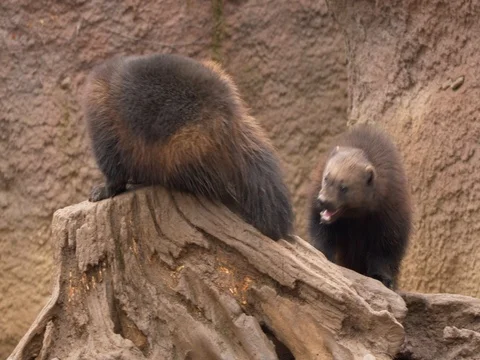 Wolverine (Gulo gulo) fighting Stock Footage 84103307