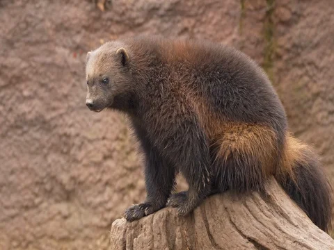 Wolverine (Gulo gulo) Stock Footage 84097062