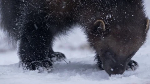 Wolverine (Gulo gulo) foraging for food in snow Stock-Footage 104450619