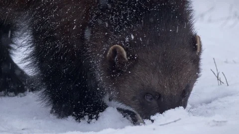 Wolverine (Gulo gulo) foraging for food in snow Stock Footage 104455966