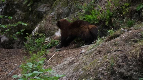 Wolverine (Gulo gulo) in a forest Stock Footage 111823931