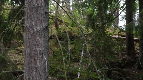 Wolverine (Gulo gulo) in a forest Stock Footage 111824044