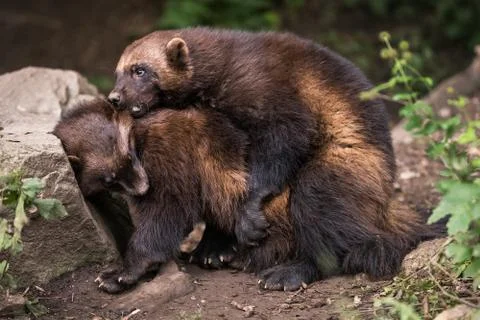 The wolverine Gulo gulo Stock Photos