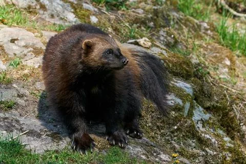 Wolverine (Gulo gulo) Stock Photos